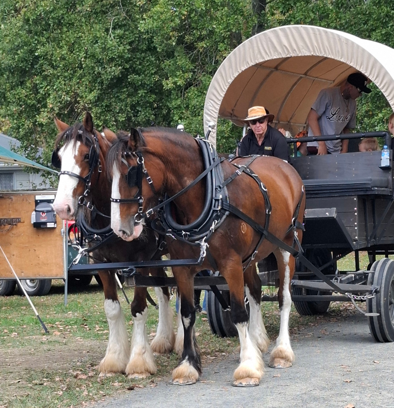 Wagon rides horses Farming like grandad 2025 photo 2