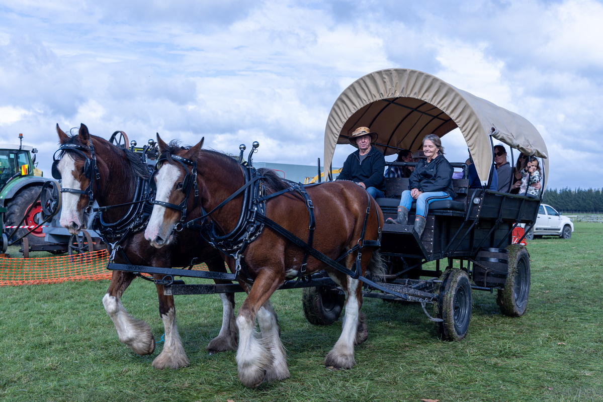 Clydesdale wagon rides